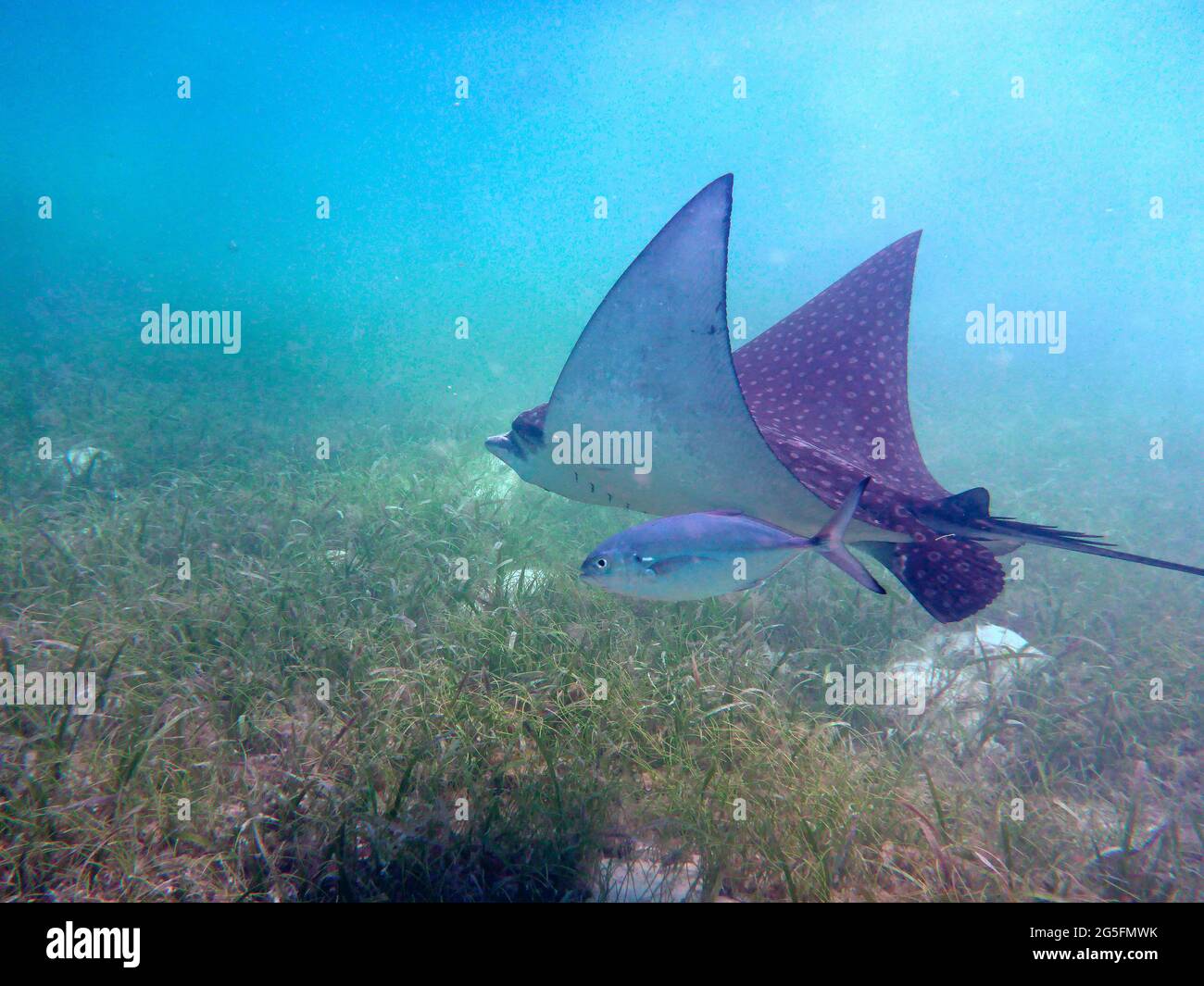 Aetobatus, Caye Caulker, Belize Stockfoto