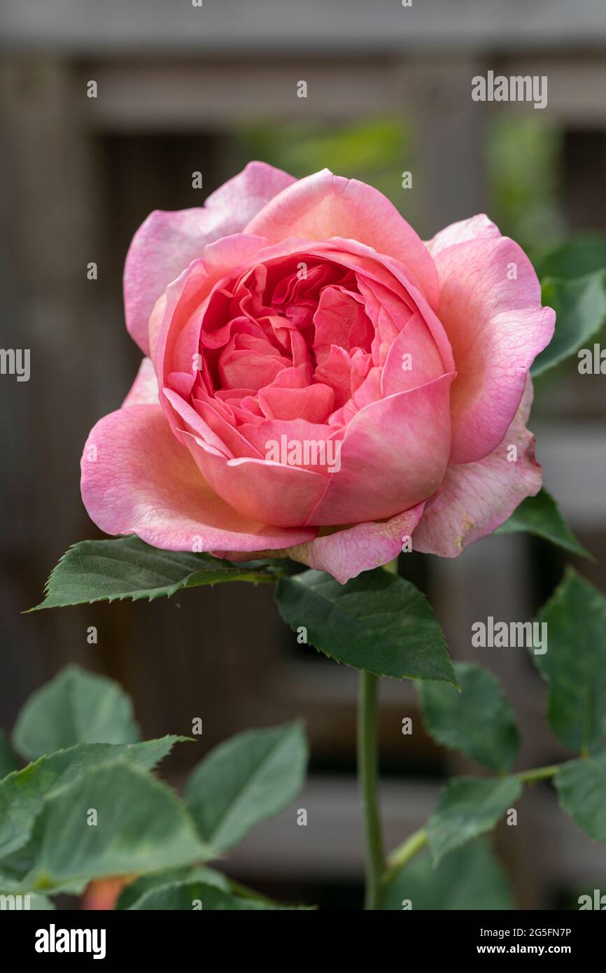 Nahaufnahme einer rosa Strauchrose namens Rosa Boscobel, die in einem englischen Garten blüht. Eine schöne rosa David Austin Rose Blüte. VEREINIGTES KÖNIGREICH Stockfoto