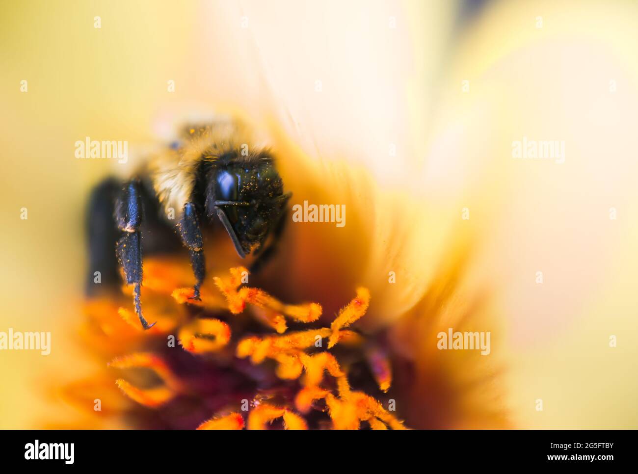 Nahaufnahme einer Honigbiene, die sich von einer leuchtend gelben Blume mit Nektar ernährt. Die Honigbiene ist ein eusozial fliegendes Insekt der Gattung APIs Stockfoto