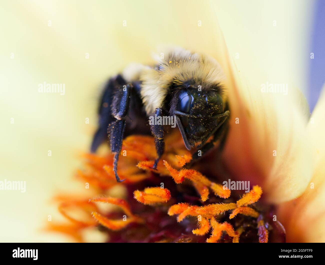 Nahaufnahme einer Honigbiene, die sich von einer leuchtend gelben Blume mit Nektar ernährt. Die Honigbiene ist ein eusozial fliegendes Insekt der Gattung APIs Stockfoto