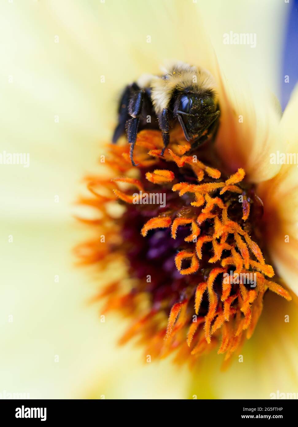 Nahaufnahme einer Honigbiene, die sich von einer leuchtend gelben Blume mit Nektar ernährt. Die Honigbiene ist ein eusozial fliegendes Insekt der Gattung APIs Stockfoto