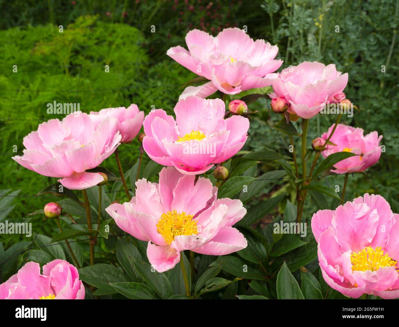 Schöne rosa Pfingstrosen blühen in einem Garten Stockfoto