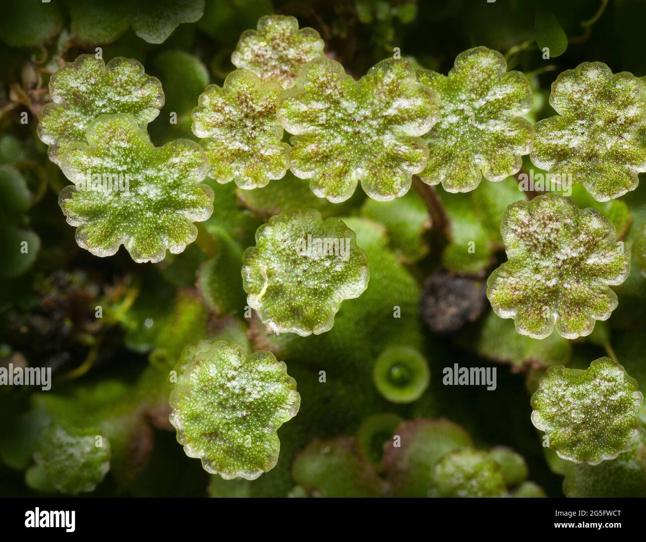 Leberwurze, Marchantia polymorpha, männliche Pflanze Stockfoto