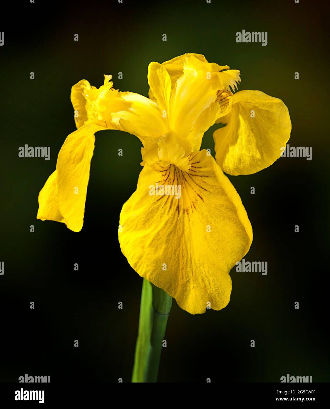 Wasserpflanze mit gelber Flagge, Iris pseudacorus Stockfoto