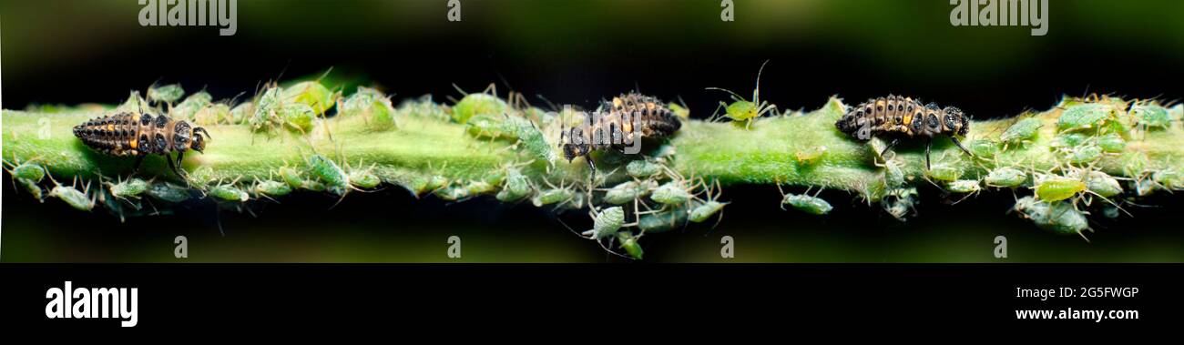 Blattläuse, die von Marienkäfer-Larven verschlungen werden, 7 gefleckte Marienkäfer, Coccinella septempunctata Stockfoto