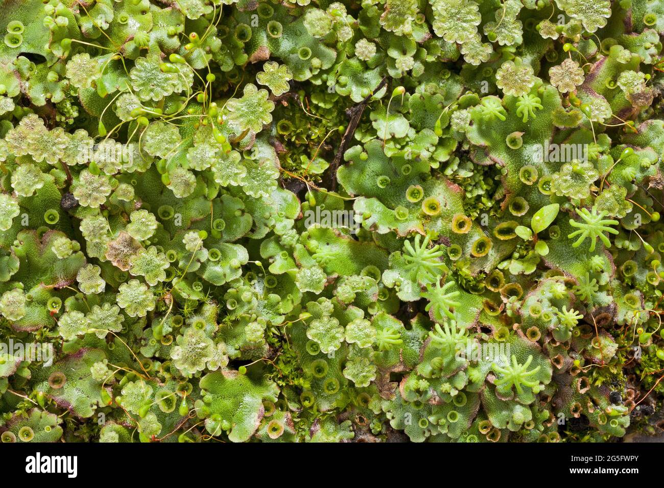 Marchantia polymorpha liverwort Stockfoto