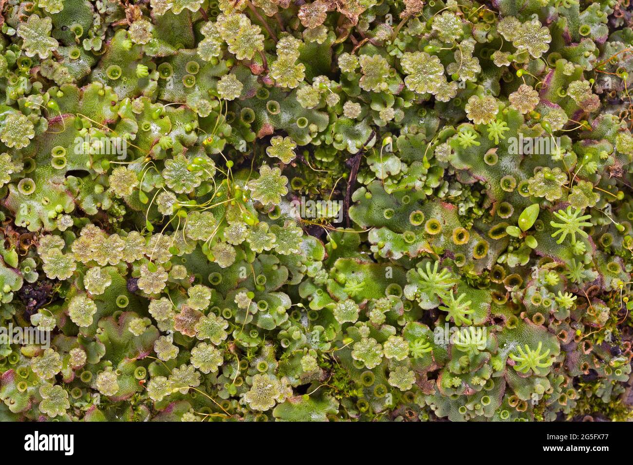 Marchantia polymorpha liverwort Stockfoto