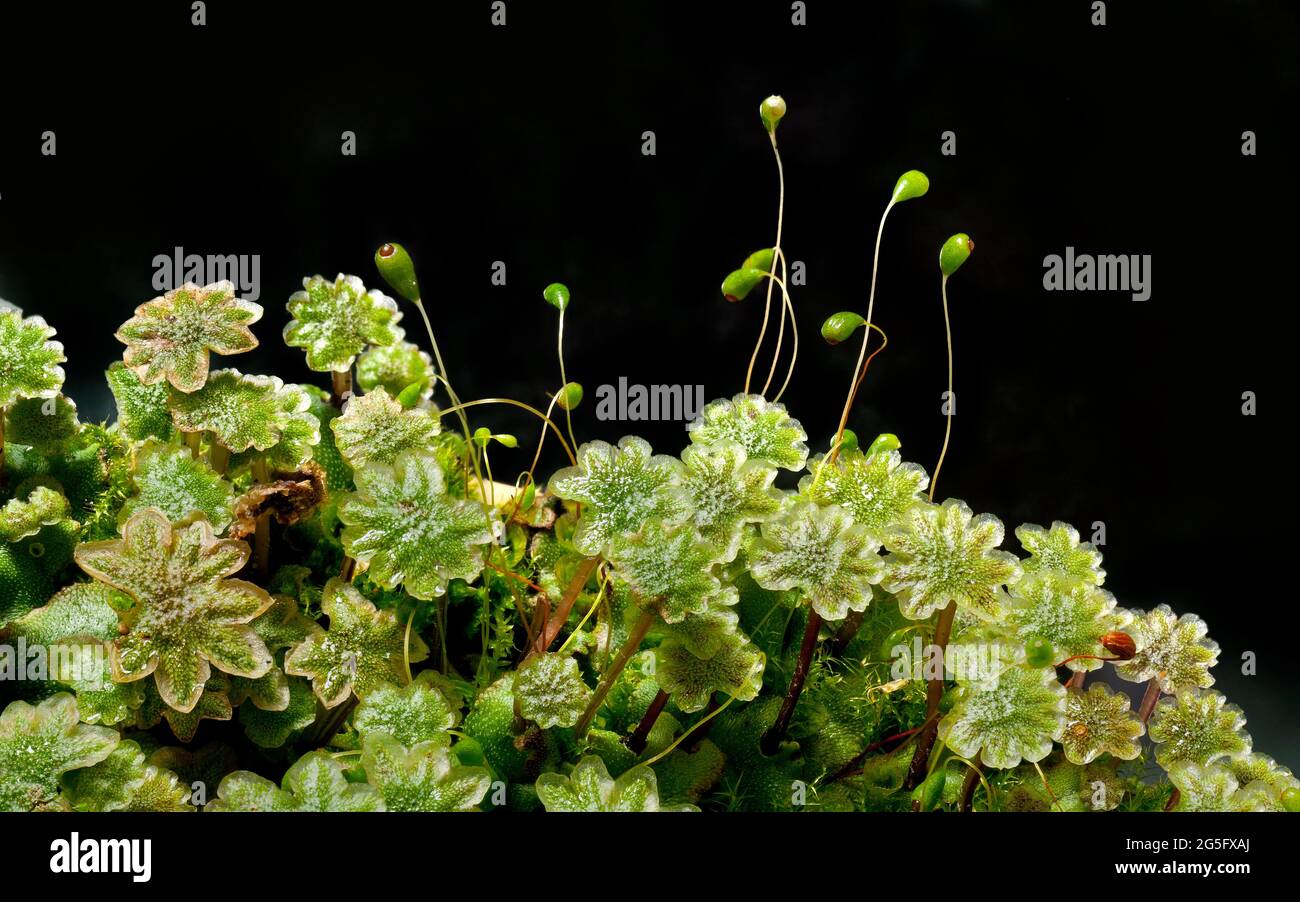 Bryophyten und Moos, Marchantia polymorpha Stockfoto