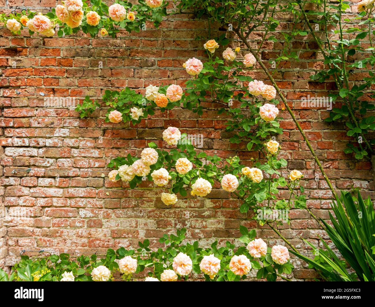 Schöne Kletterrosen blühen in einem ummauerten Garten Stockfoto