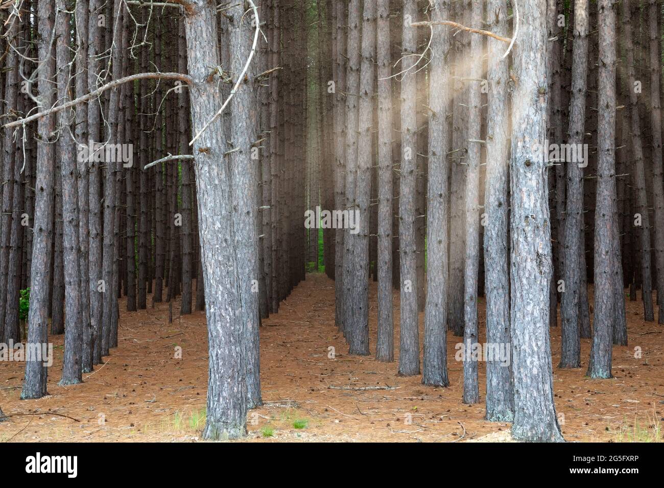 Evergreen Tree Trunks mit Sonnenstrahlen, die durchfiltern, Ontario, Kanada Stockfoto