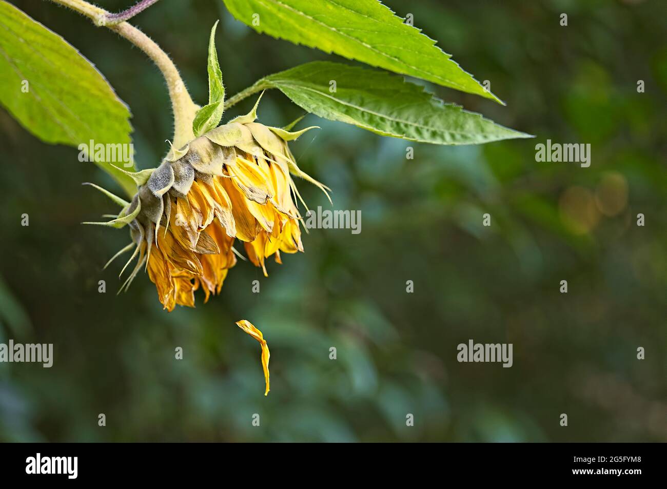 Fallender Blütenkopf und verwelkte Blütenblätter einer gewöhnlichen Sonnenblumenpflanze (Helianthus annuus) mit Kopierraum. Stockfoto