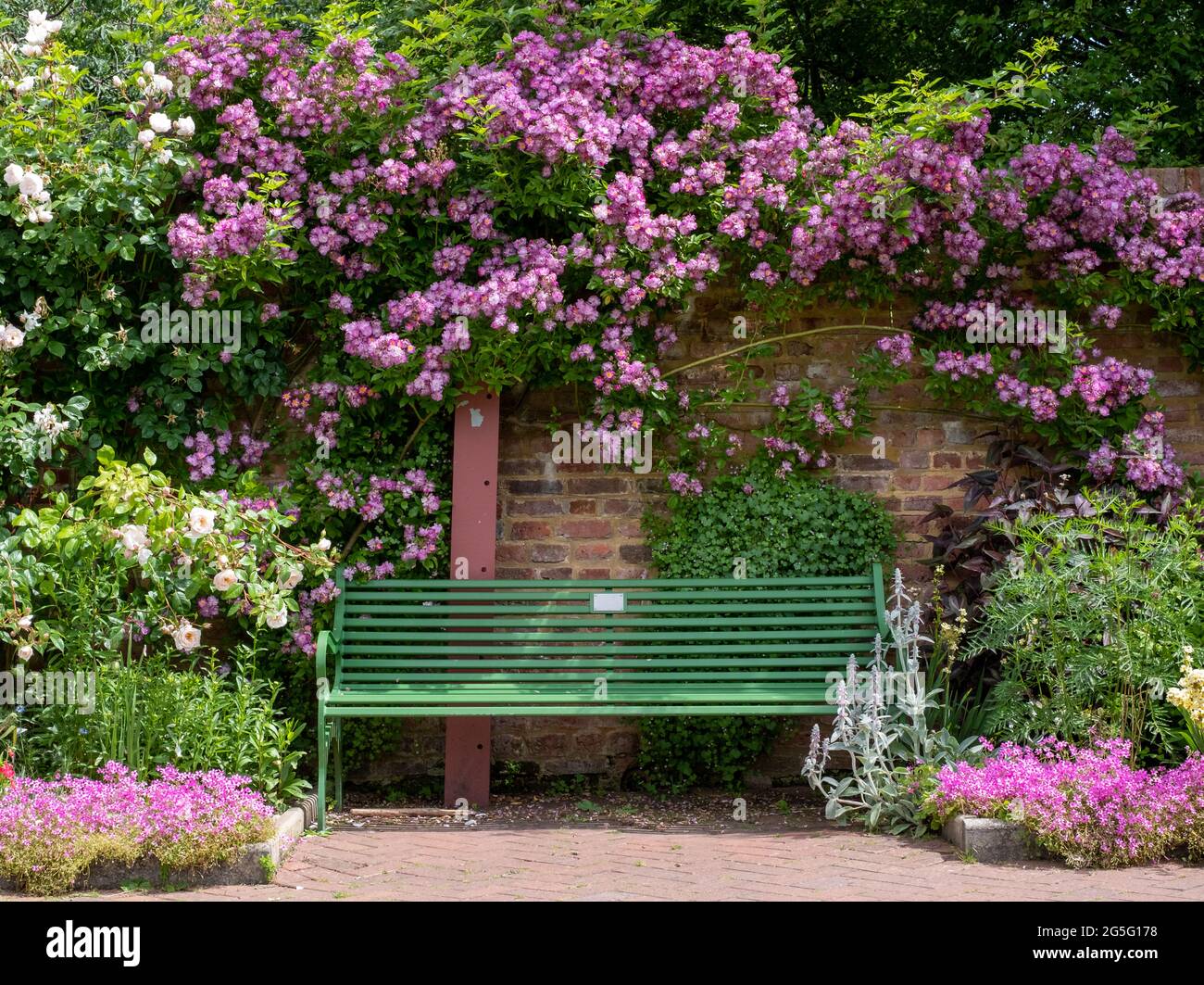 Velchenblau Wanderrose mit lila magentafarbenen Blüten, die eine grüne Bank umgeben, im Eastcote House Gardens, einem historischen ummauerten Garten in London, Großbritannien. Stockfoto