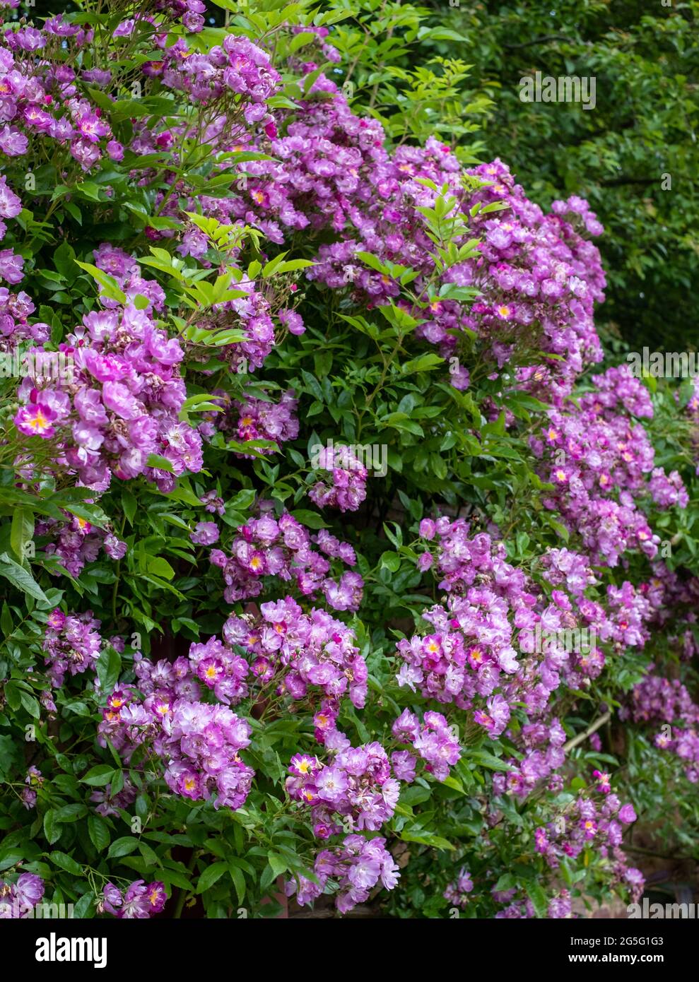 Velchenblau Wanderrose mit lila magentafarbenen Blüten, die eine grüne Bank umgeben, im Eastcote House Gardens, einem historischen ummauerten Garten in London, Großbritannien. Stockfoto