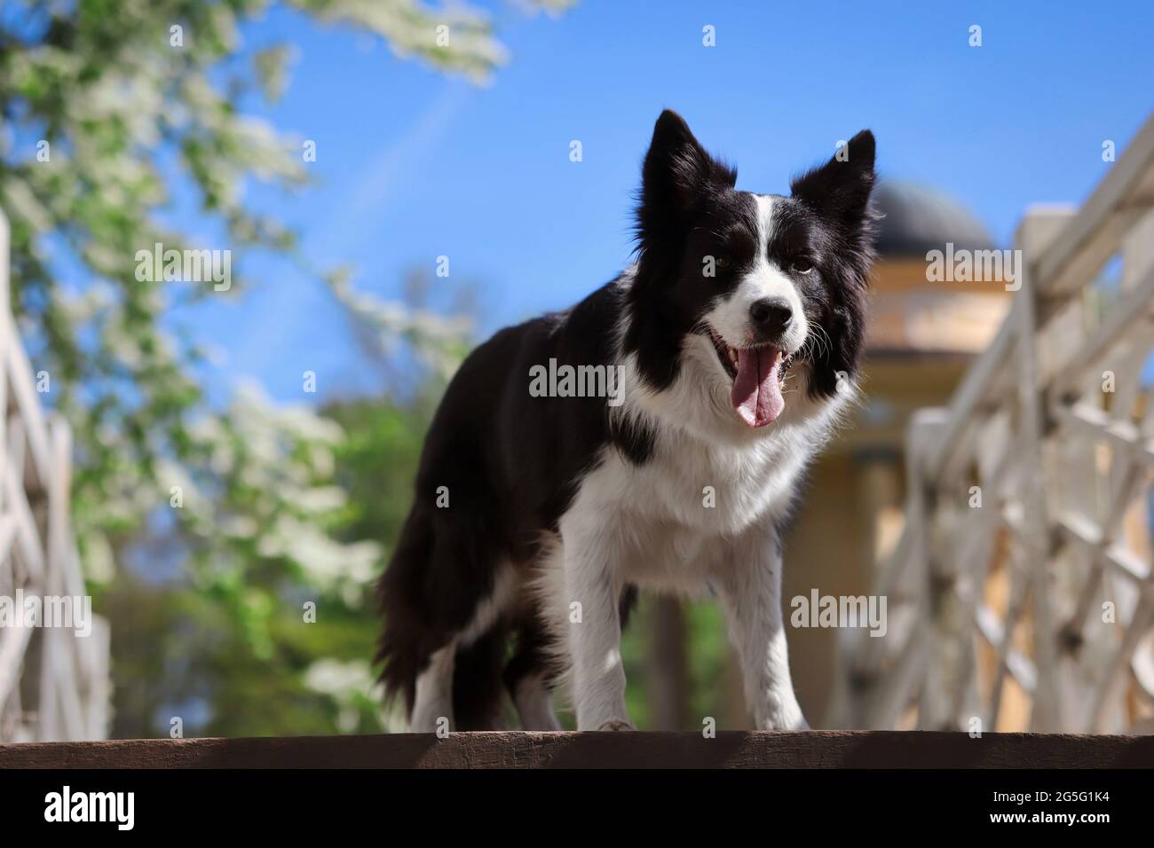 Entzückende Border Collie steht auf der Brücke in Veltrusy. Black and White Dog mit der Zunge auf einer Reise. Stockfoto