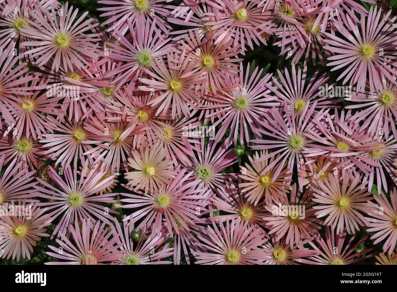 Top-Down-Blumen genannt Hardy Iceplant. Rosa Delosperma Cooperi von oben. Stockfoto