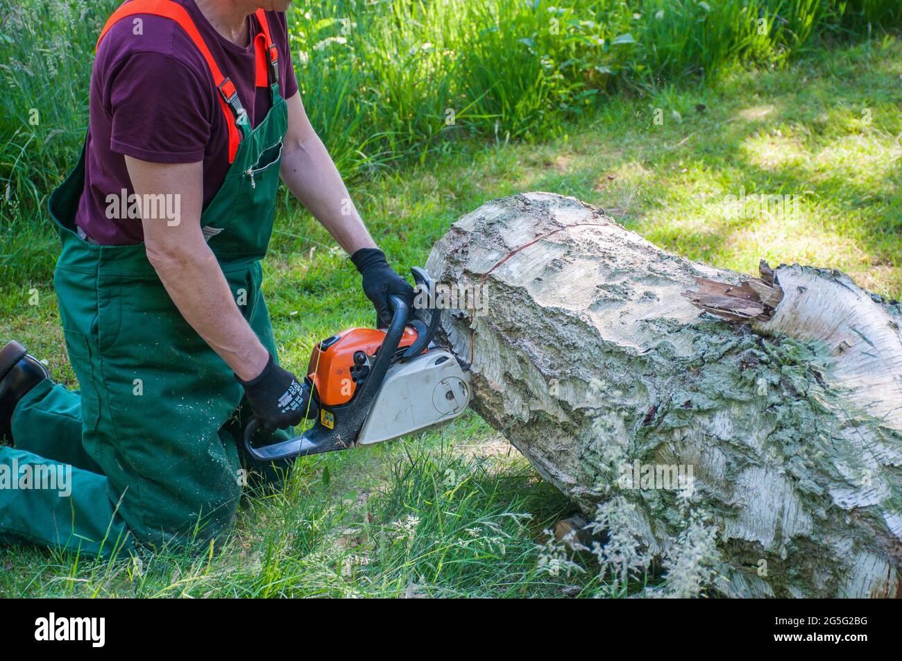 Schneiden einer Birke mit einer Benzin-Kettensäge. Es ist ein Sturmschaden Stockfoto