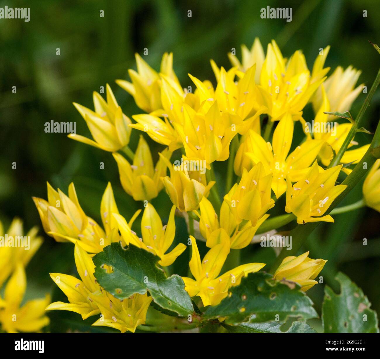 GELBER Knoblauch AUS ALLIUM MOLY Stockfoto