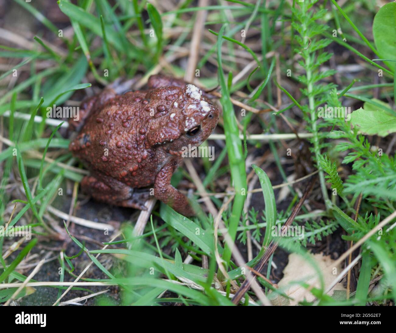 KRÖTENFROSCH in der Familie der Bufonidae Stockfoto