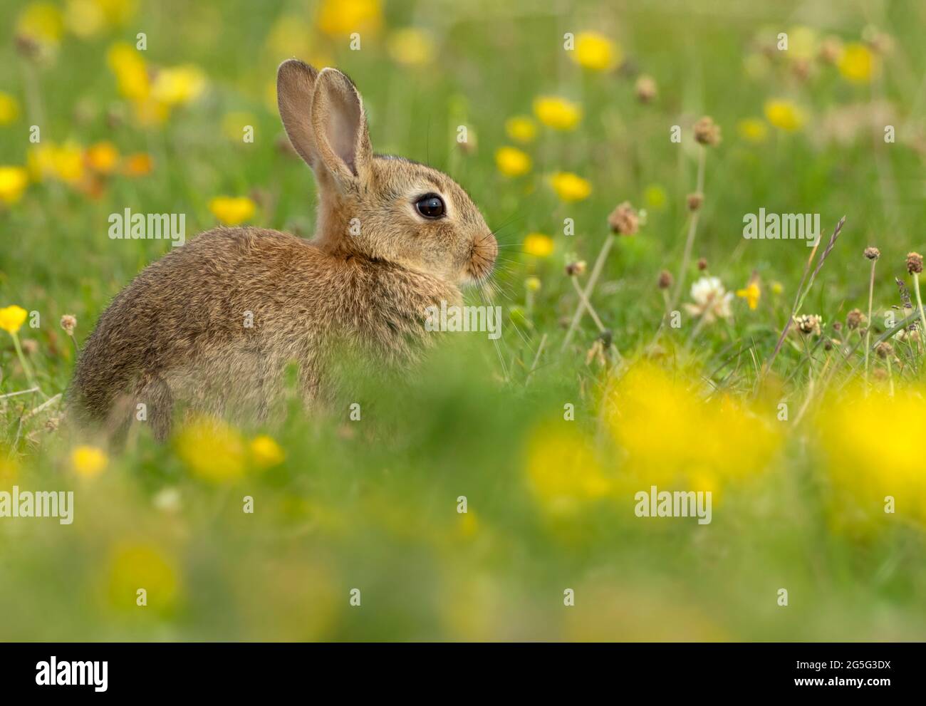 Ein niedliches Kaninchen (Oryctolagus cuniculus) unter den Makronen, North Uist, Äußere Hebriden, Schottland Stockfoto