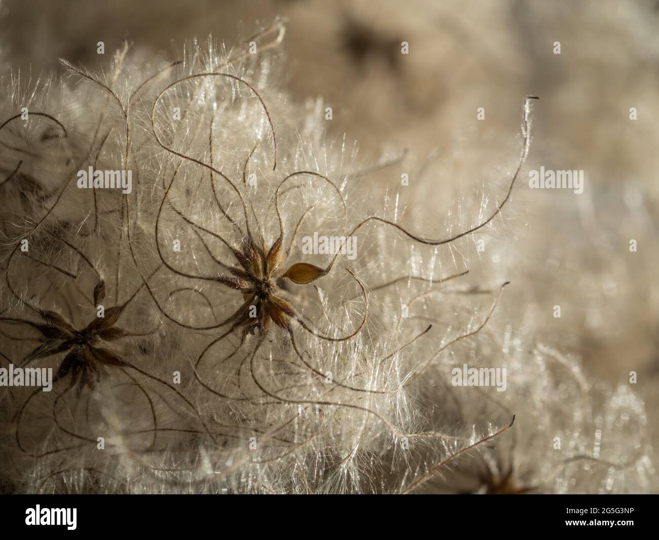 Eine Vollformat-Nahaufnahme von Makrodetails von eleganten, zarten Clemetis-Puffball-Samenkernen mit fließenden Ranken-Schwänzen, die einen geschwänzten Rücken winken Stockfoto