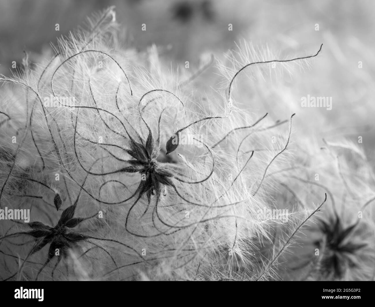 Eine Vollformat-Nahaufnahme von Makrodetails von eleganten, zarten Clemetis-Puffball-Samenkernen mit fließenden Ranken-Schwänzen, die einen geschwänzten Rücken winken Stockfoto