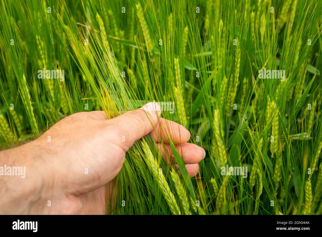 Ohren von grüner Gerste in einer männlichen Hand, Frühlingsansicht Stockfoto