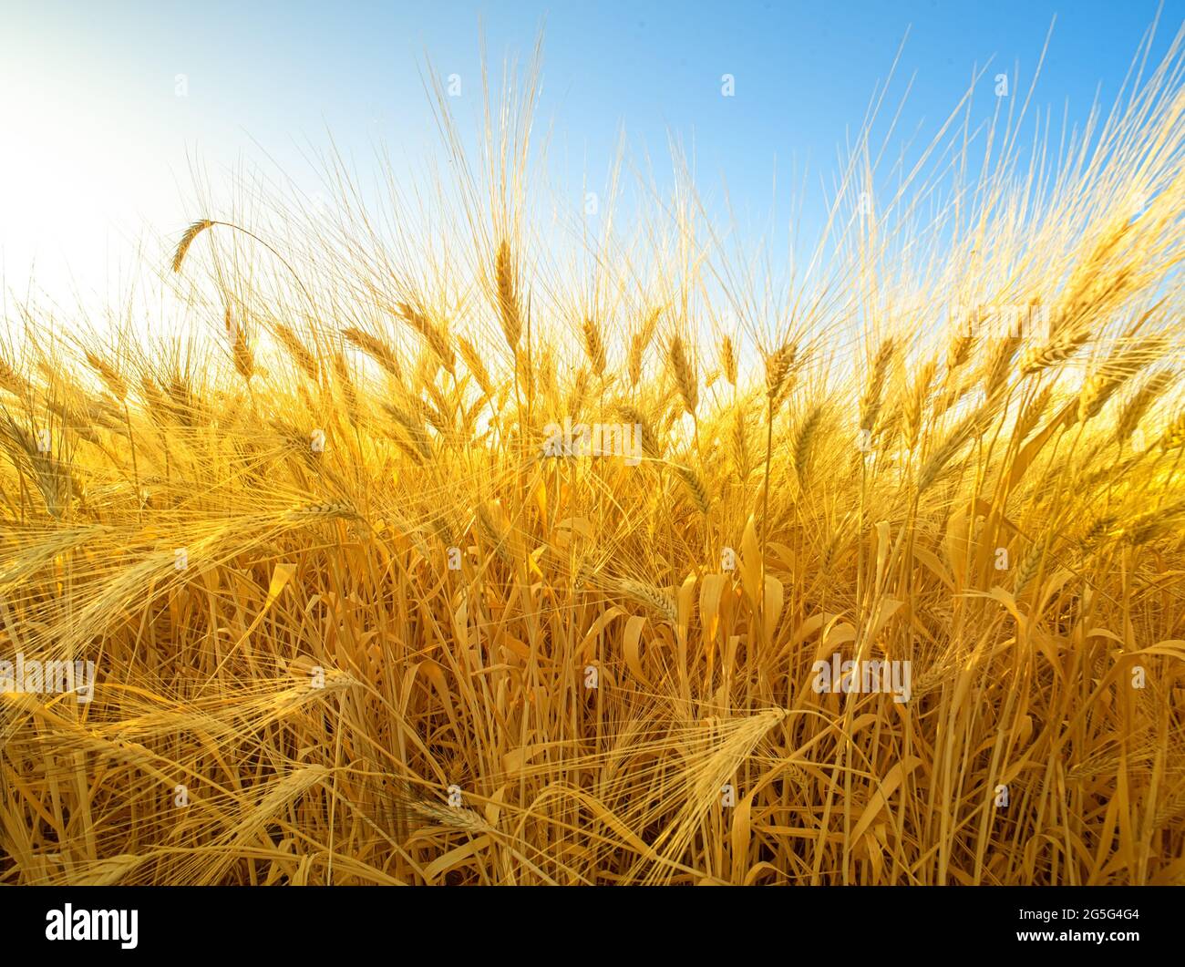 Reife Weizenohren mit langen flauschigen Bärten, die auf einem Feld wachsen Stockfoto