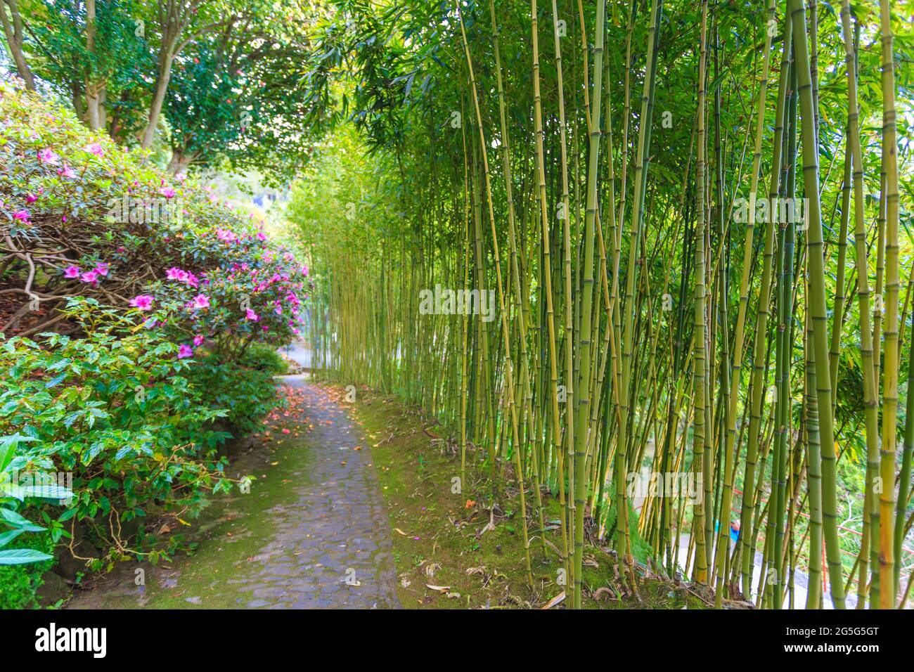 Wunderschöne natürliche Muster von Bambusstäben im Freien im berühmten tropischen Garten der Insel Madeira in Portugal Stockfoto