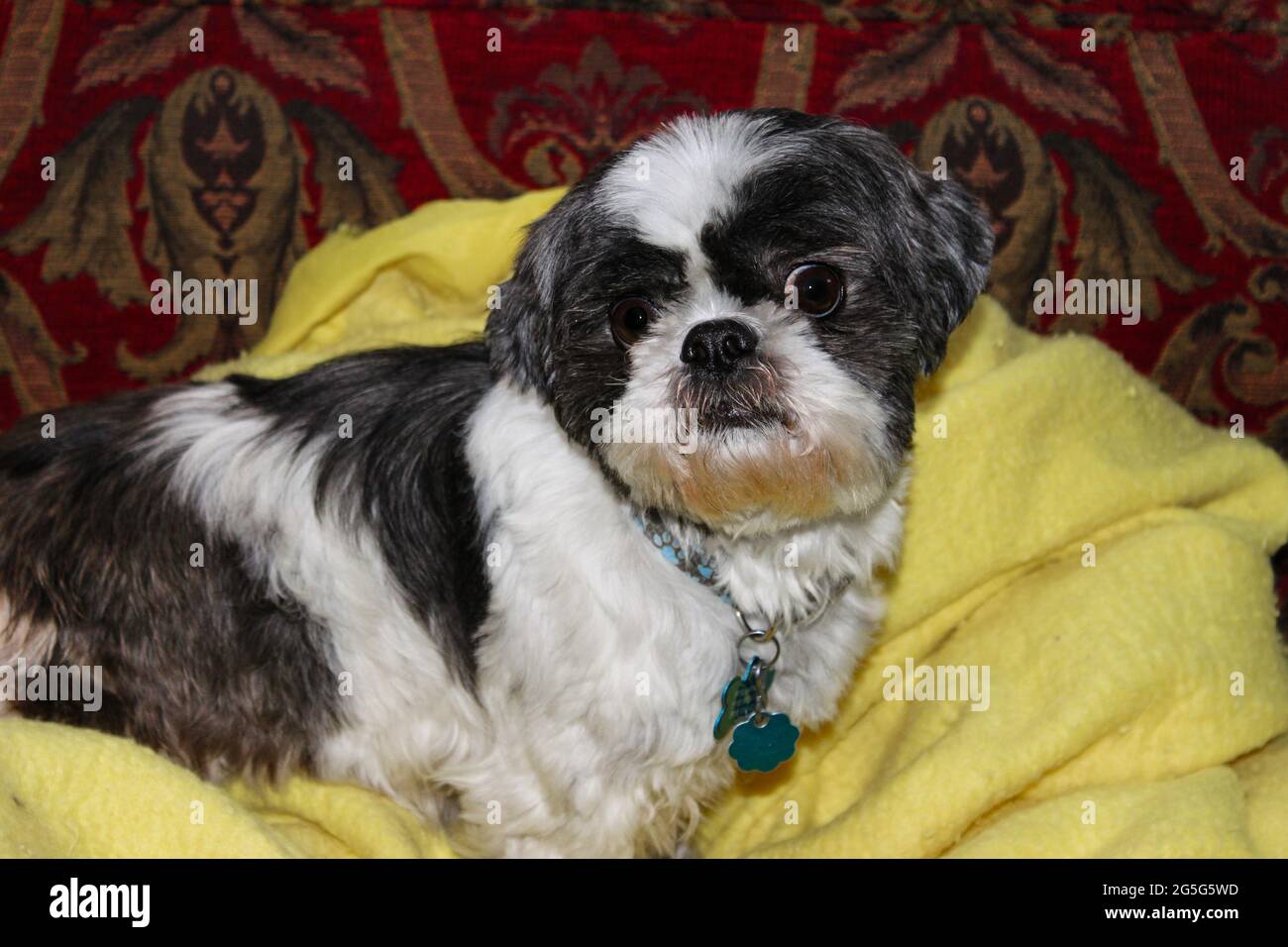 Shih Tzu Hund liegt auf einer gelben Decke und einem rot gemusterten Sofa mit witzigem Gesicht und einem böse aussehenden Auge Stockfoto