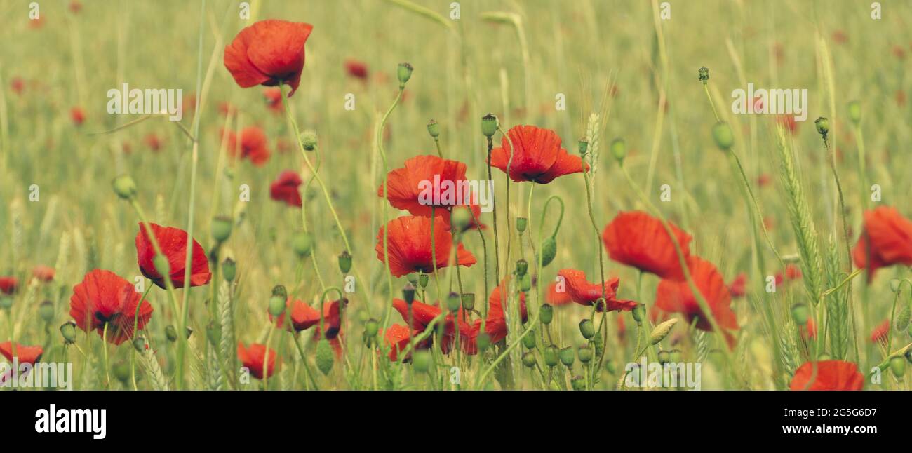 Weizenfeld mit blühenden Mohnblumen und Mohnschoten. Stockfoto