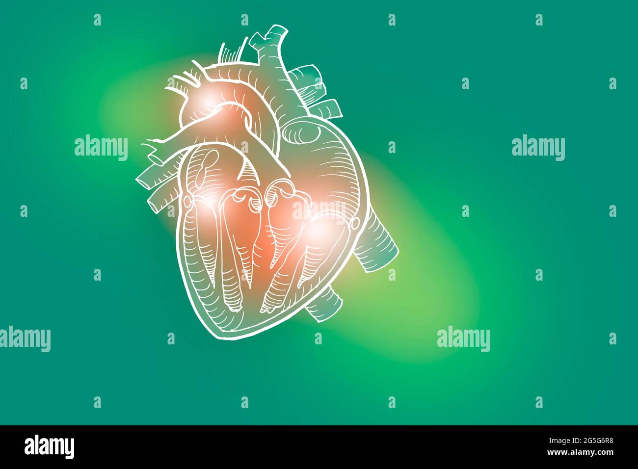 Handgezeichnete Darstellung des menschlichen Herzens auf hellgrünem Hintergrund. Medizin, Wissenschaftsset mit menschlichen Hauptorganen mit leerem Kopierraum für Text Stockfoto