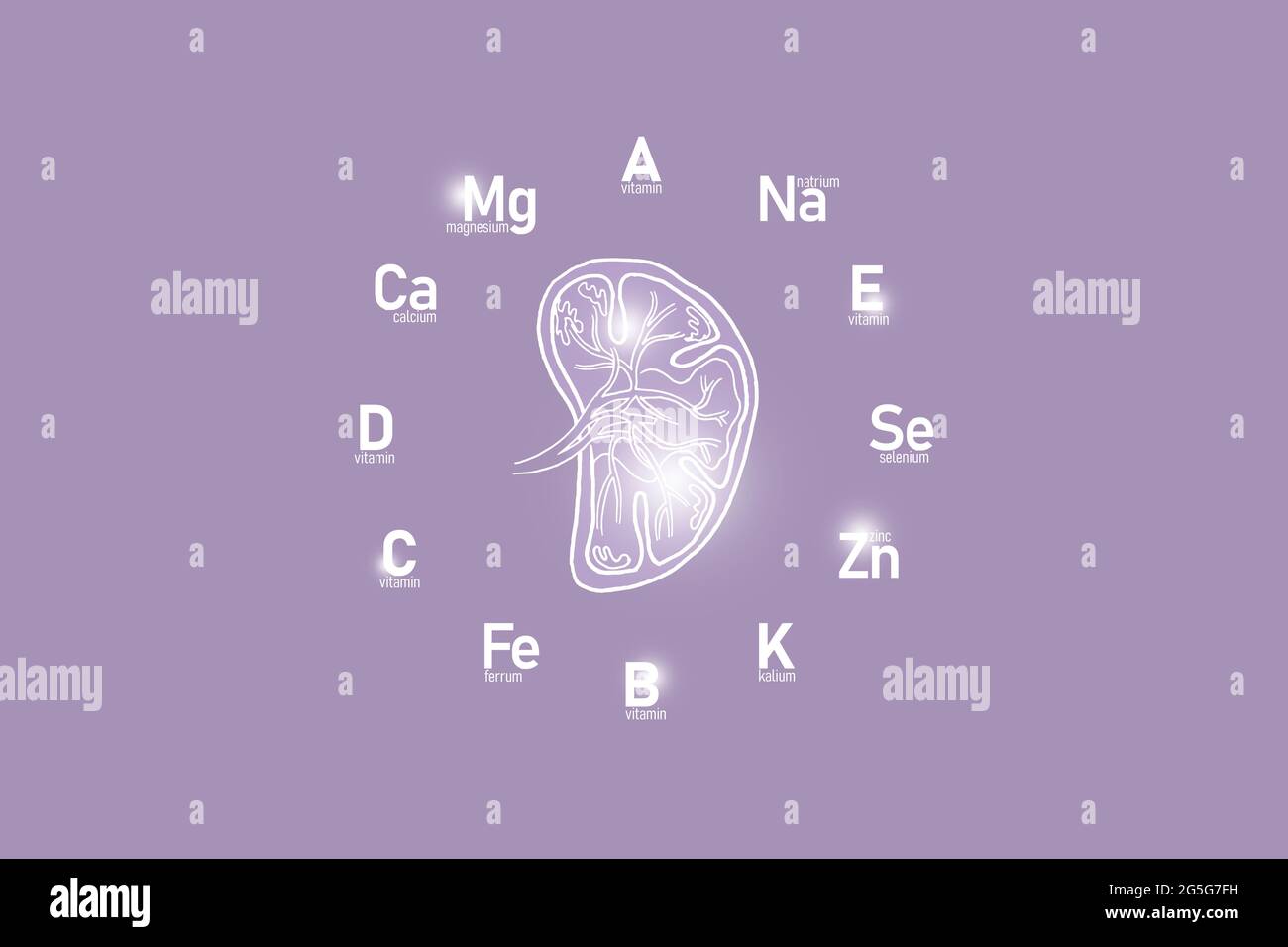 Stilisiertes Ziffernblatt mit lebenswichtigen Vitaminen und Mikroelementen für die menschliche Gesundheit, handgezeichnete Milz, lilafarbiger Hintergrund. Design-Modell für Gesundheitskonzepte. Stockfoto