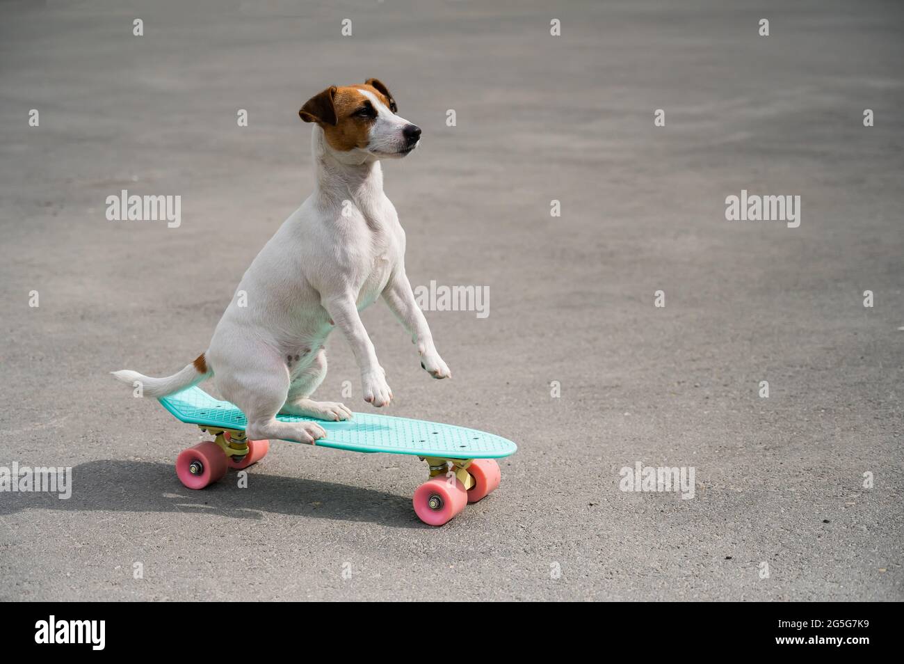 Der Hund fährt ein Penny Board im Freien. Jack russell Terrier macht Tricks  auf einem Skateboard Stockfotografie - Alamy