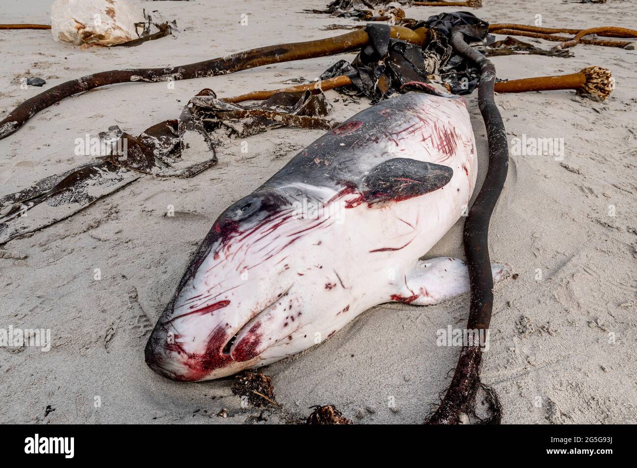 Karkasse eines jungen Pygmäen-Spermawals (Kogia breviceps) am Strand von Witsands, in der Nähe von Misty Cliffs, Kap-Halbinsel, Südafrika. Zetacean-Strandung. Stockfoto