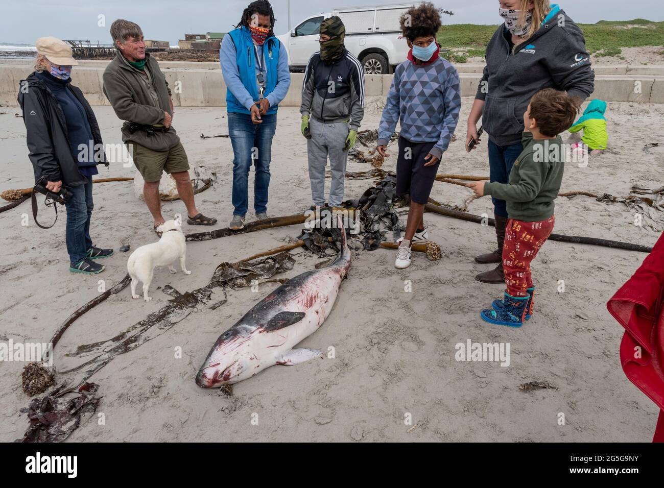 Die Menschen betrachten den jungen Pygmäen-Spermawal (Kogia breviceps), der am Strand von Witsands in der Nähe von Misty Cliffs, Kap-Halbinsel, Südafrika, ausgewaschen wird. Stockfoto