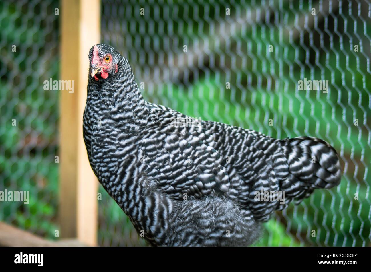 Louise, die Henne, wartet auf einen Snack Stockfoto