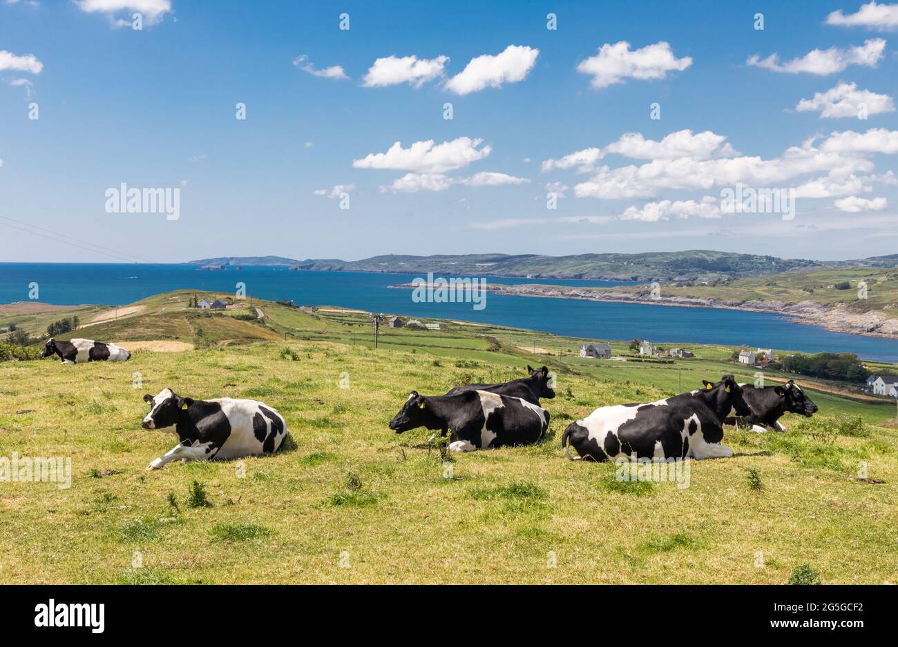 Forthill, Toe Head, Cork, Irland. Juni 2021. Ein sie von Friesern rast auf dem Gipfel von Forthill auf Toe Head, West Cork, Irland. - Credit; David Creedon / Alamy Live News Stockfoto