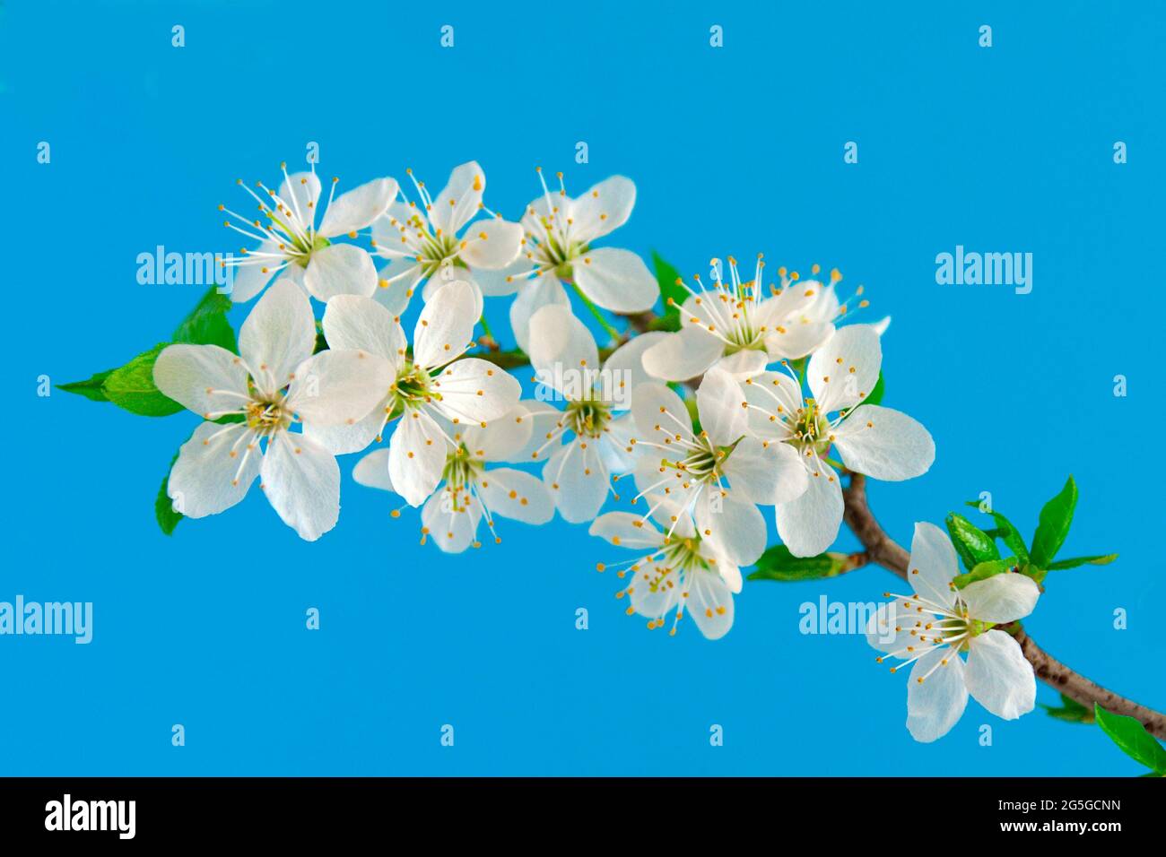 Kirschblüte am blauen Himmel Stockfoto