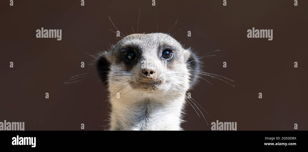 Vorderansicht eines aufrecht stehenden Erdmännchen Stockfoto