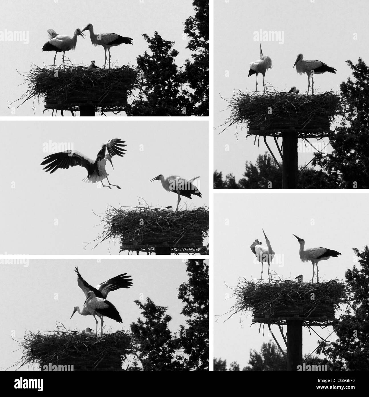 Eine Serie von Fotos eines Storchspaares mit zwei Jungen. Einer der Erwachsenen verlässt ein Foto und kommt danach zurück. Dann folgt eine Begrüßung Stockfoto