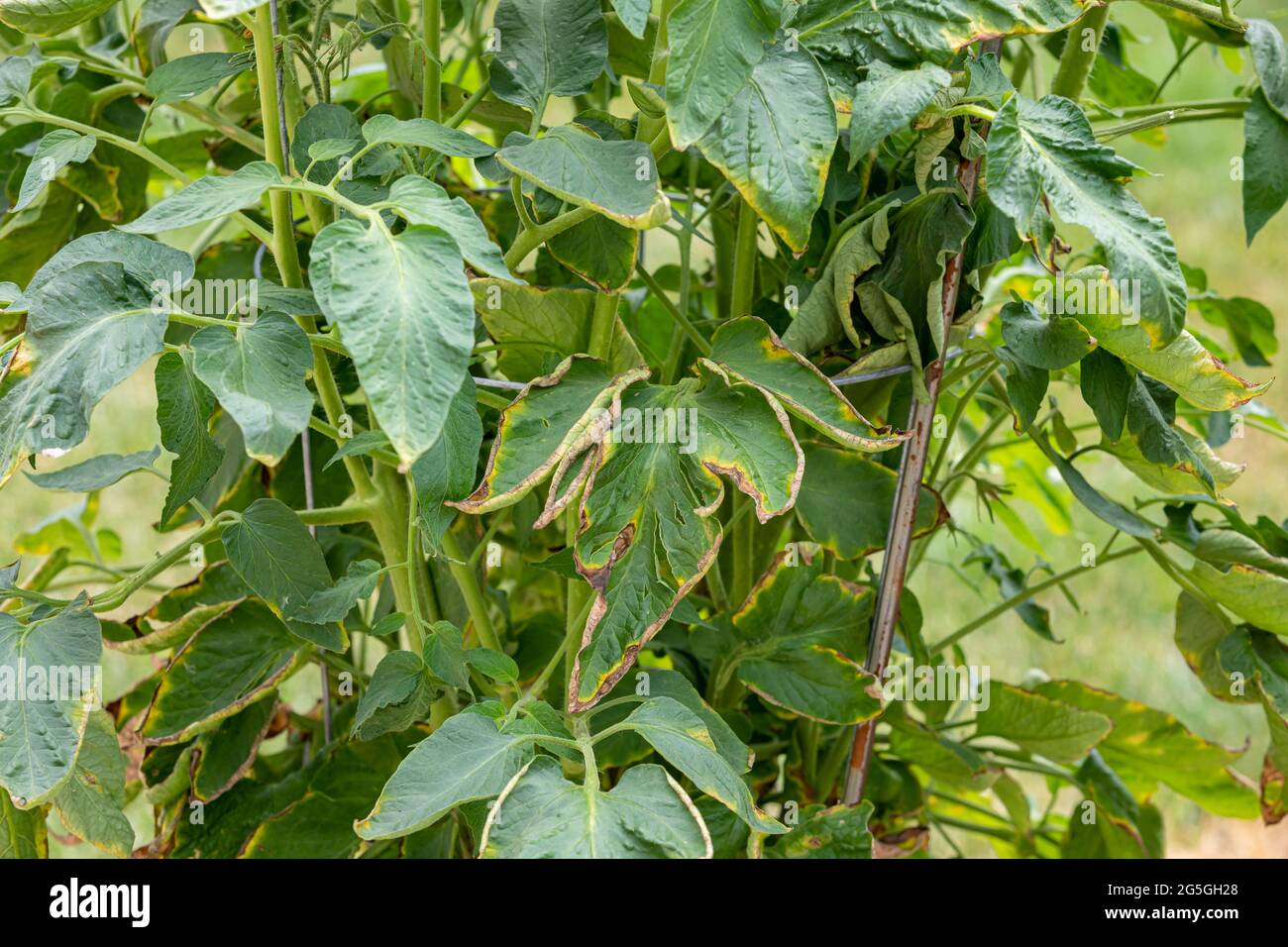 Tomatenpflanze mit braunen und gelben Blatt Welke. Garten-, Pflanzengesundheit und Gartenprobleme Konzept Stockfoto