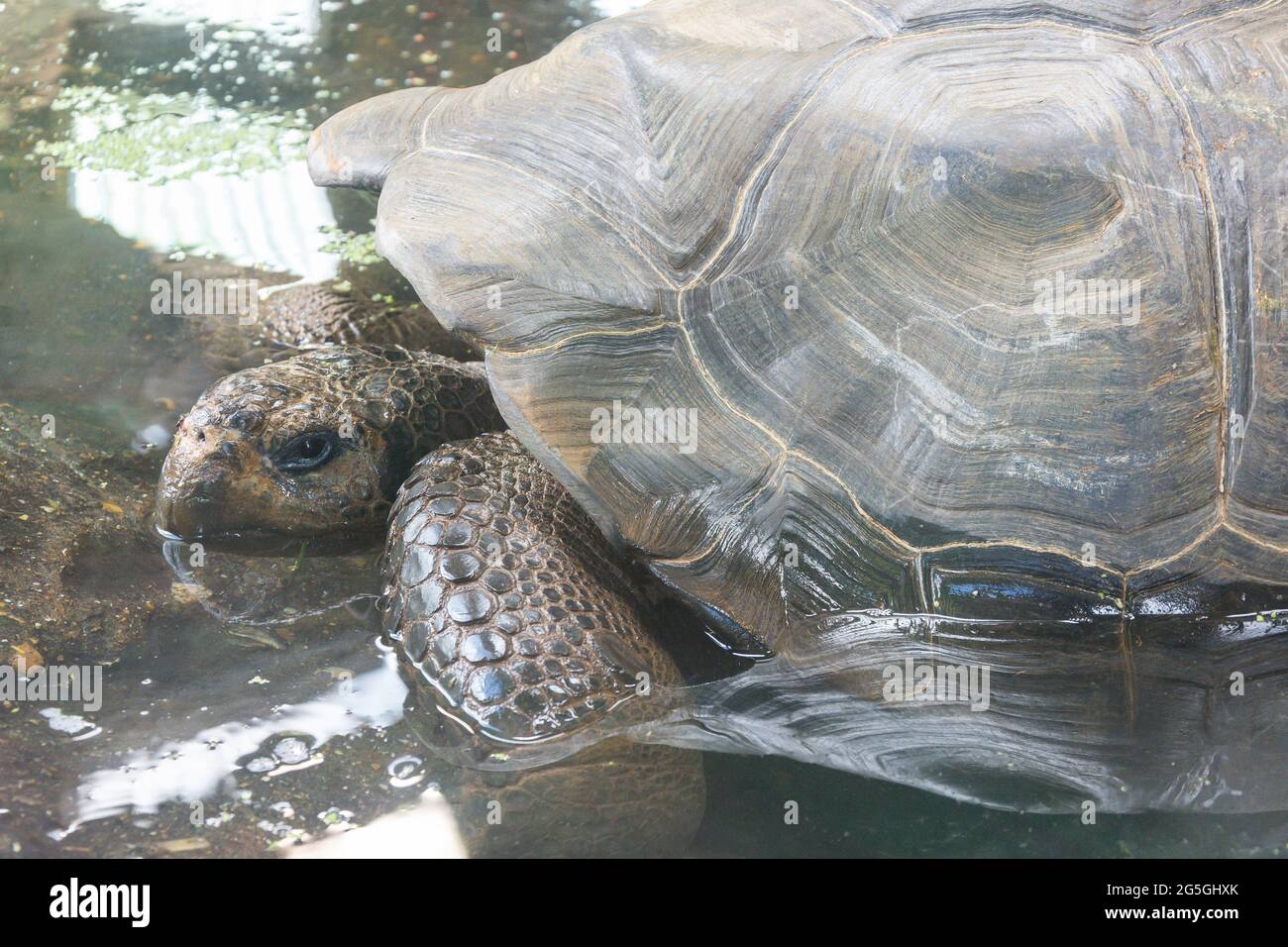 Galapagos-Riesenschildkröte, ZSL London Zoo, Regent's Park, City of Westminster, Greater London, England, Vereinigtes Königreich Stockfoto