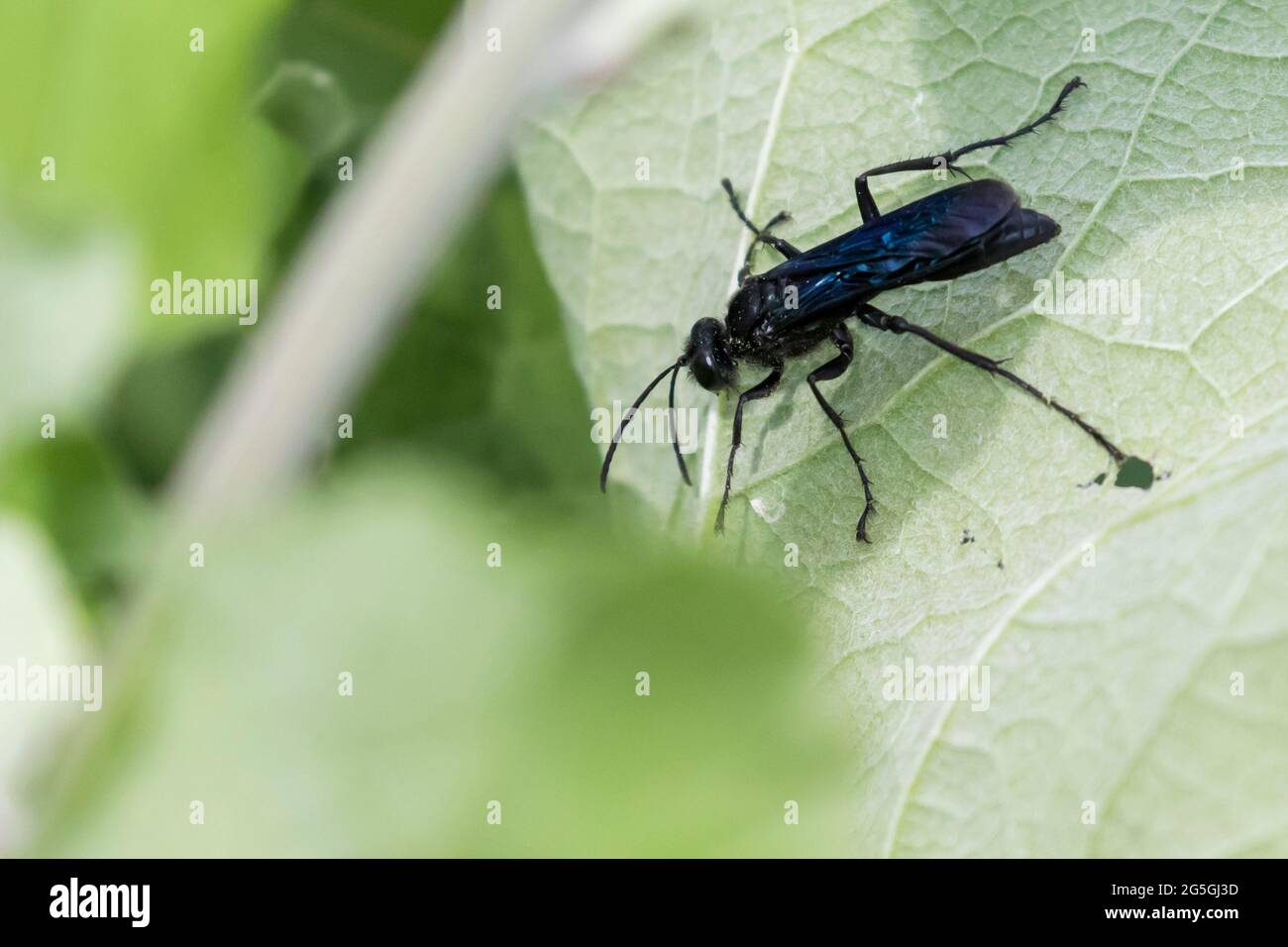 Blauschlammwespe oder Blauschlammwespe (Chalybion californicum) Stockfoto