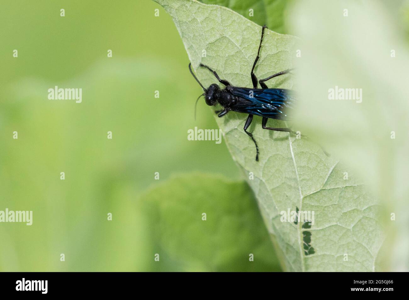 Blauschlammwespe oder Blauschlammwespe (Chalybion californicum) Stockfoto