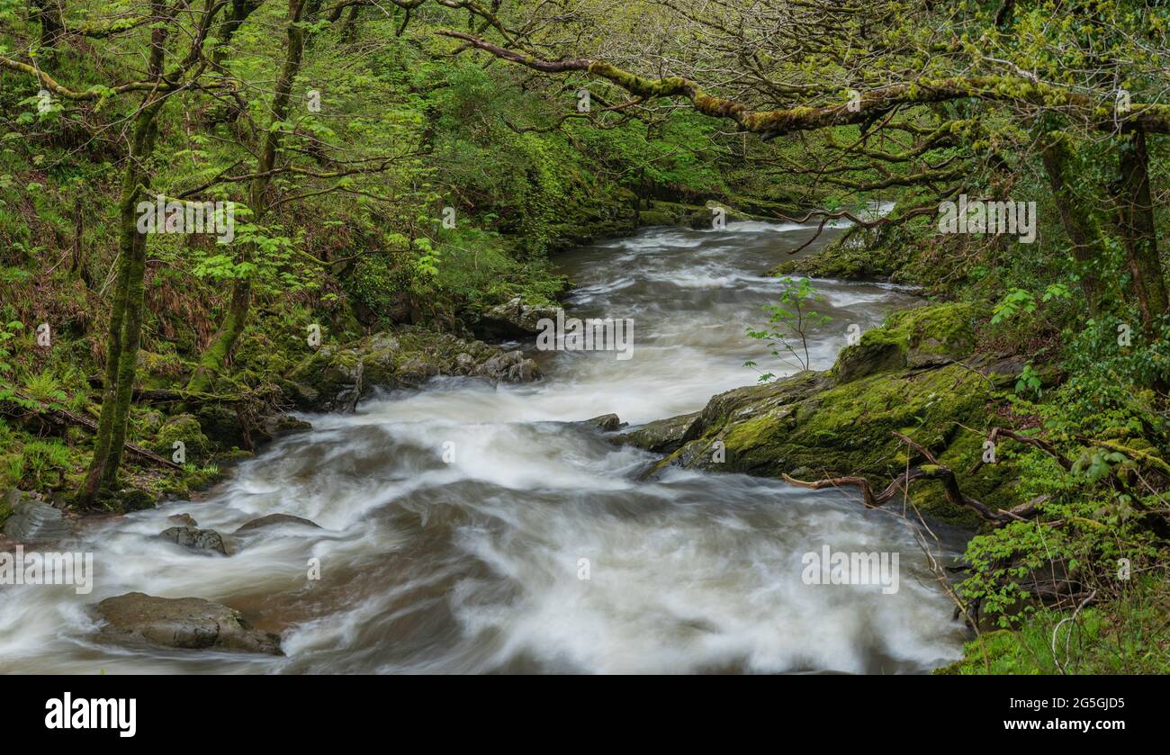 Schönes Frühlingsbild von Watrersmeet in Devon England, wo zwei Flüsse zusammenfließen, um einen großen mächtigen Fluss zu bilden Stockfoto