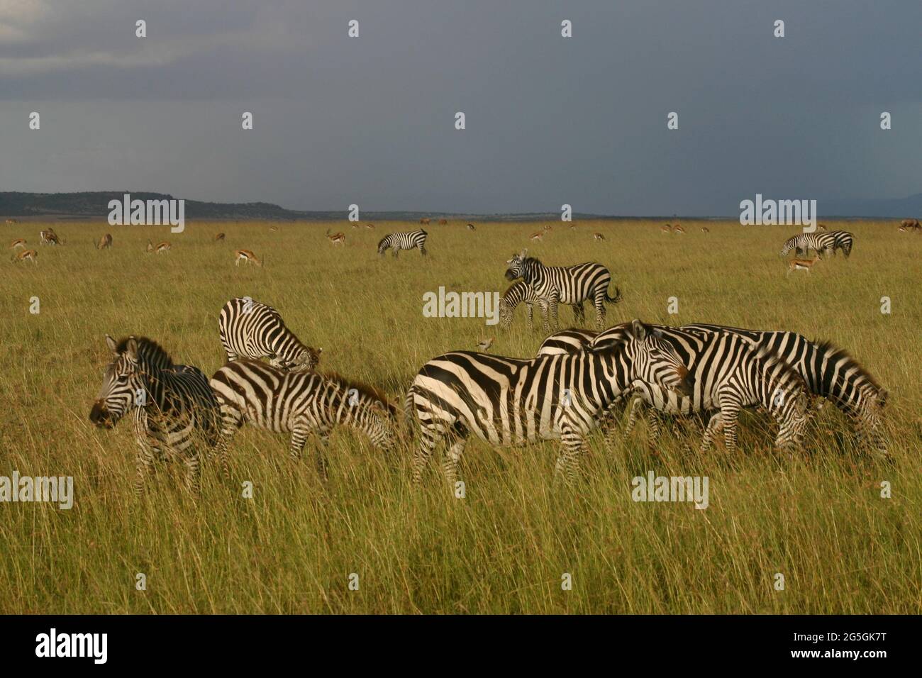 Zebraherde im gelben Gras mit unheilvollen Himmel Stockfoto