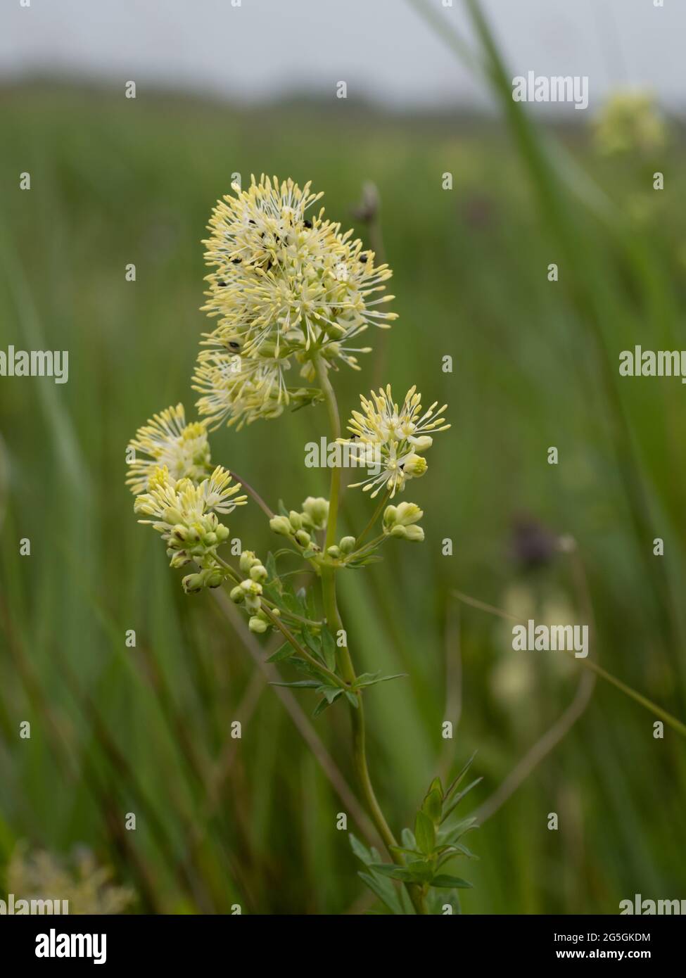 Thalictrum flavum, bekannt als gewöhnliche Wiesenraute, und gelbe Wiesenraute. Stockfoto