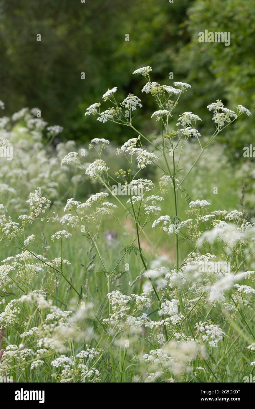 Kuhsilie (Anthriscus Sylvestris) grenzt an einen grasbewachsenen Pfad durch eine Wiese Stockfoto