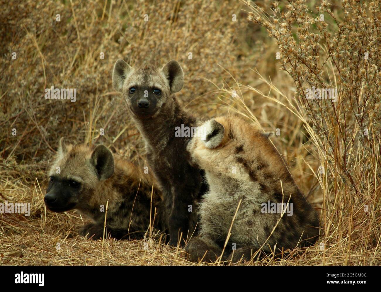 Drei gefleckte Hyänen-Jungen, umgeben von gelbem Gras Stockfoto