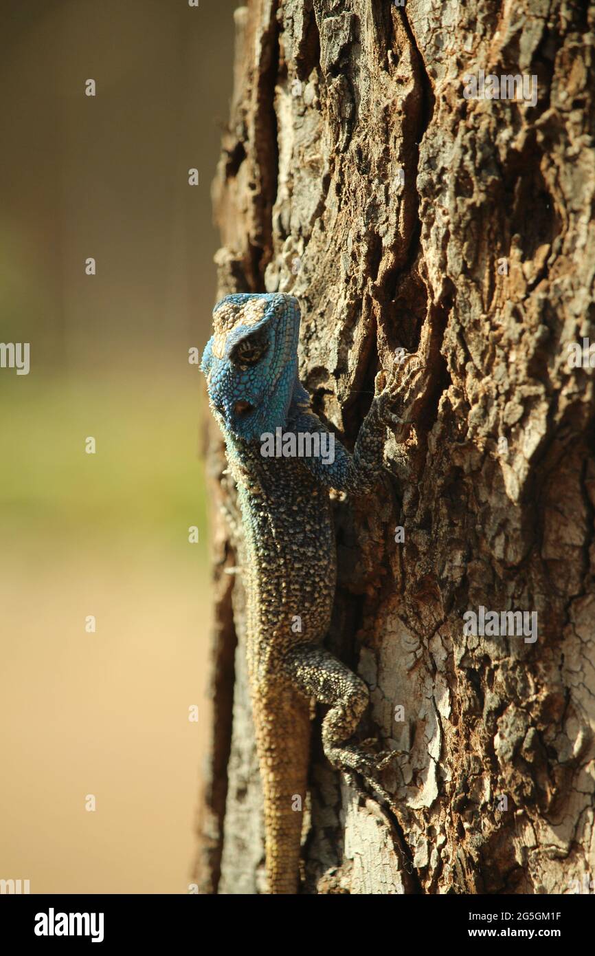 Blauköpfige Agama-Eidechse auf Baumstamm Stockfoto
